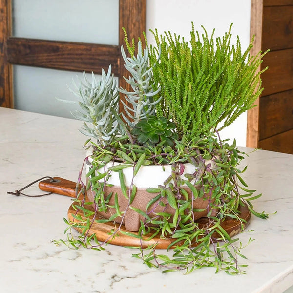 b&q succulents Succulent Dish Garden