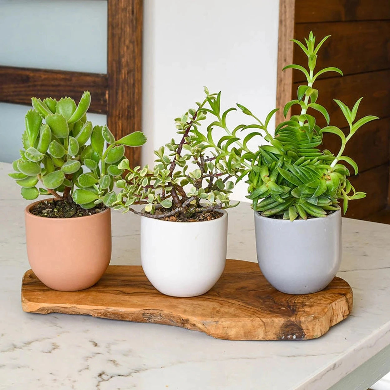 indoor succulent planters Succulent Planters