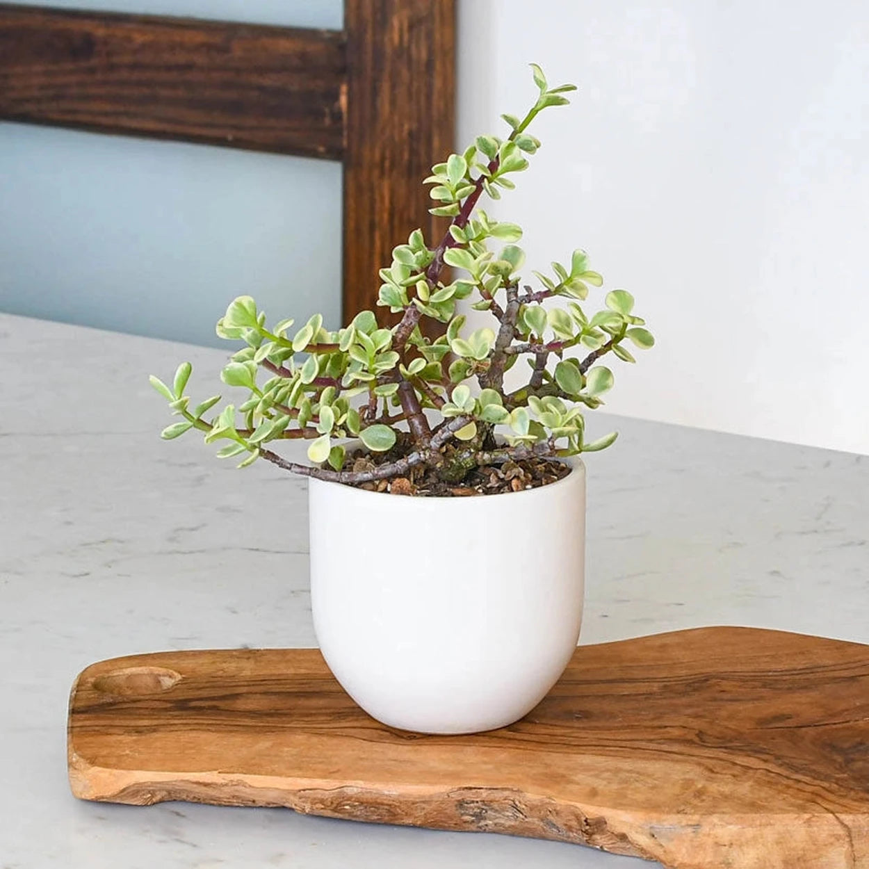 succulent planters indoor Succulent Planters