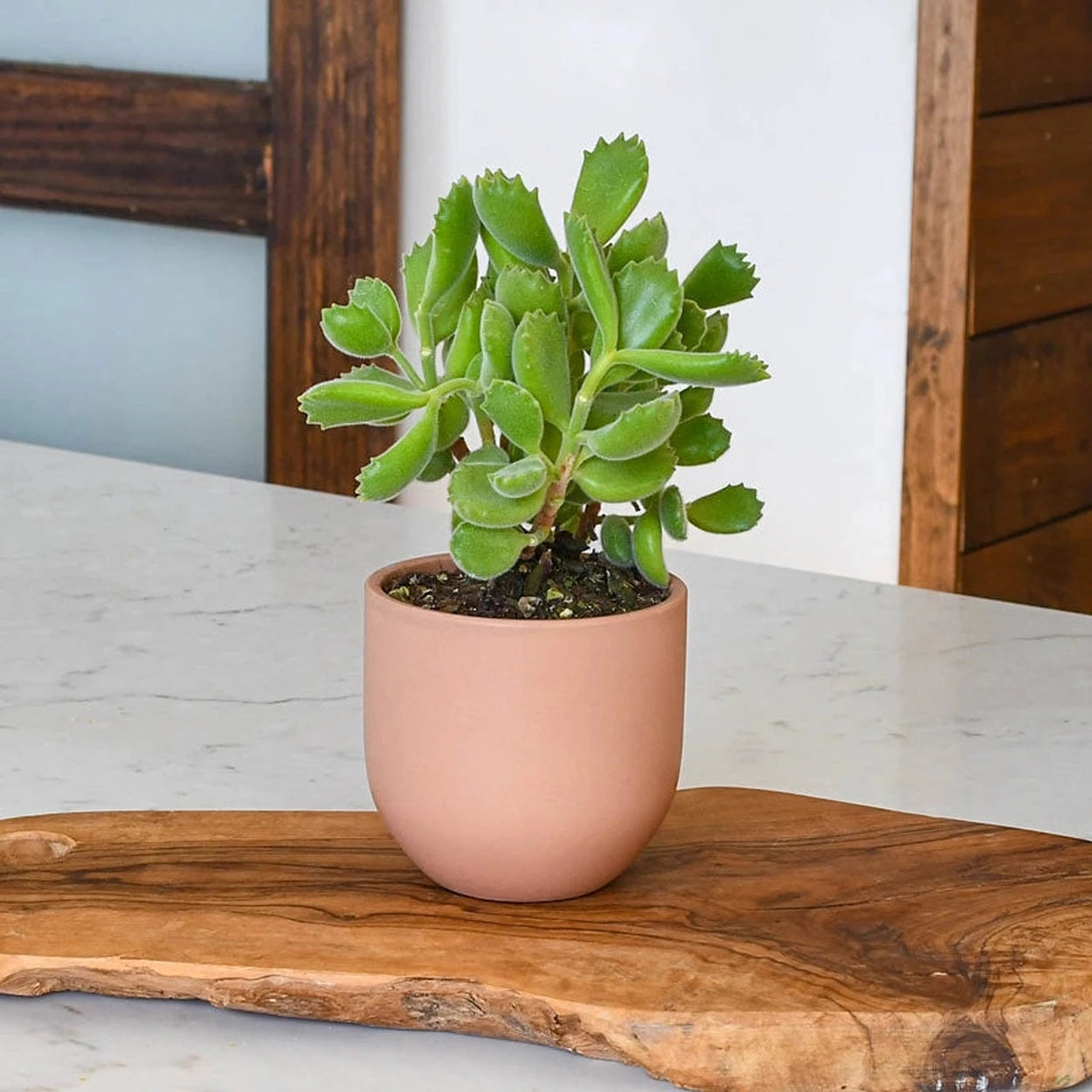 stacked succulent pots Succulent Planters