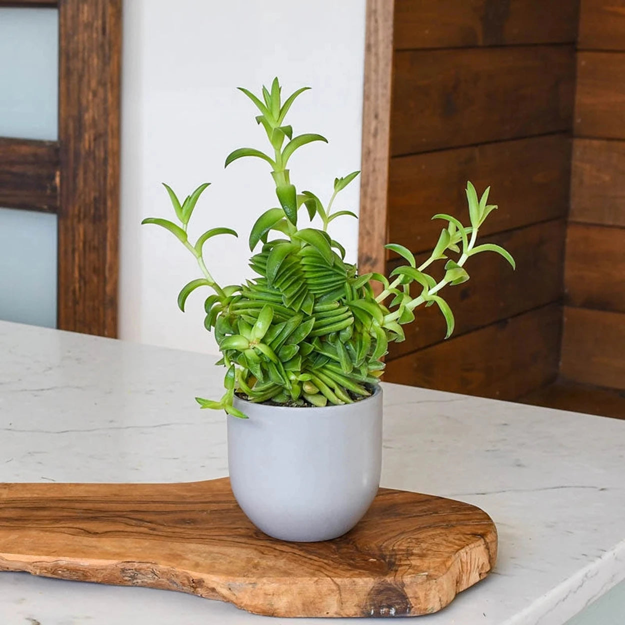 planters house plants Succulent Planters