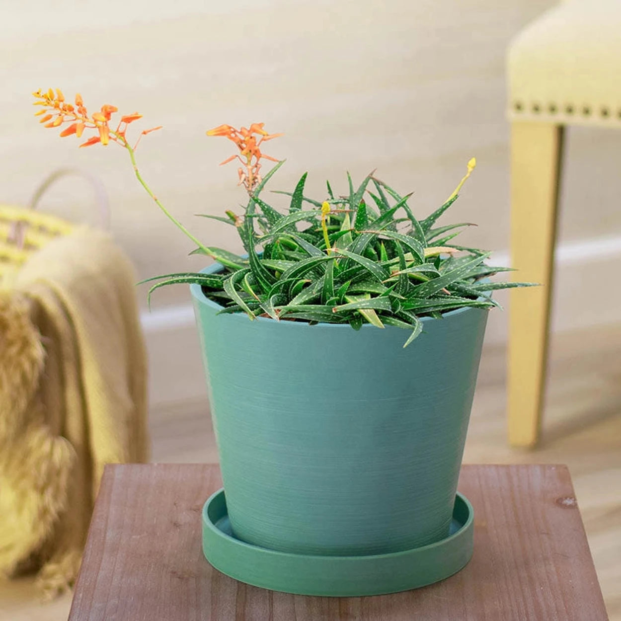 firebird succulent Firebird Aloe