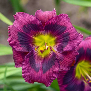 Kansas Kitten Reblooming Daylily