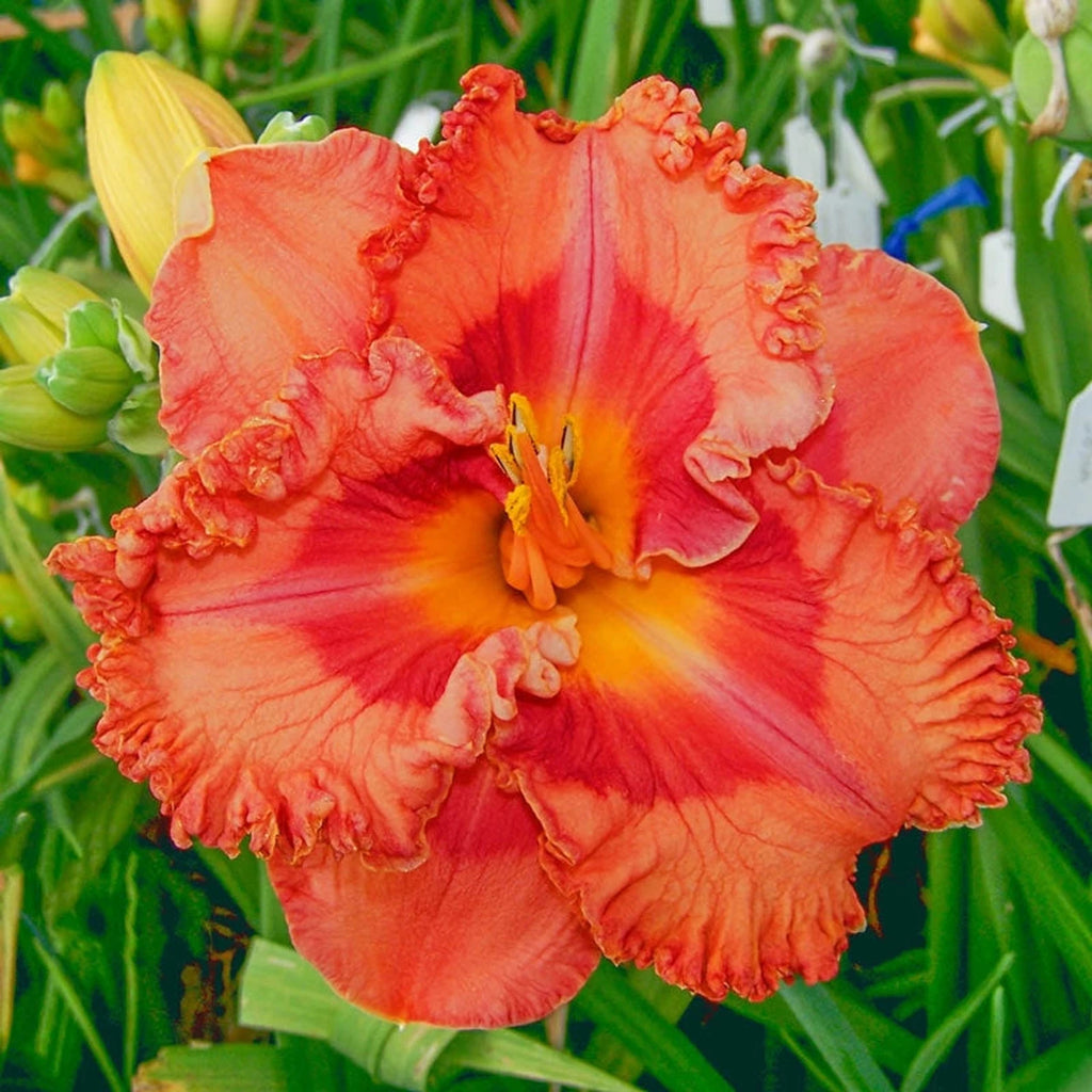 Buy Memorial Day Reblooming Daylily | Sun Perennials | Brecks