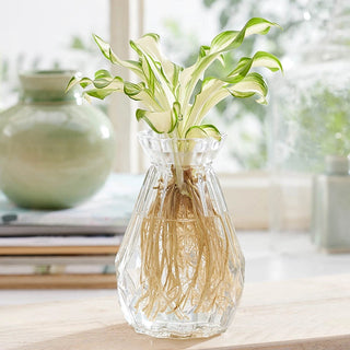 Zena Vase With Kiwi Spearmint Hosta