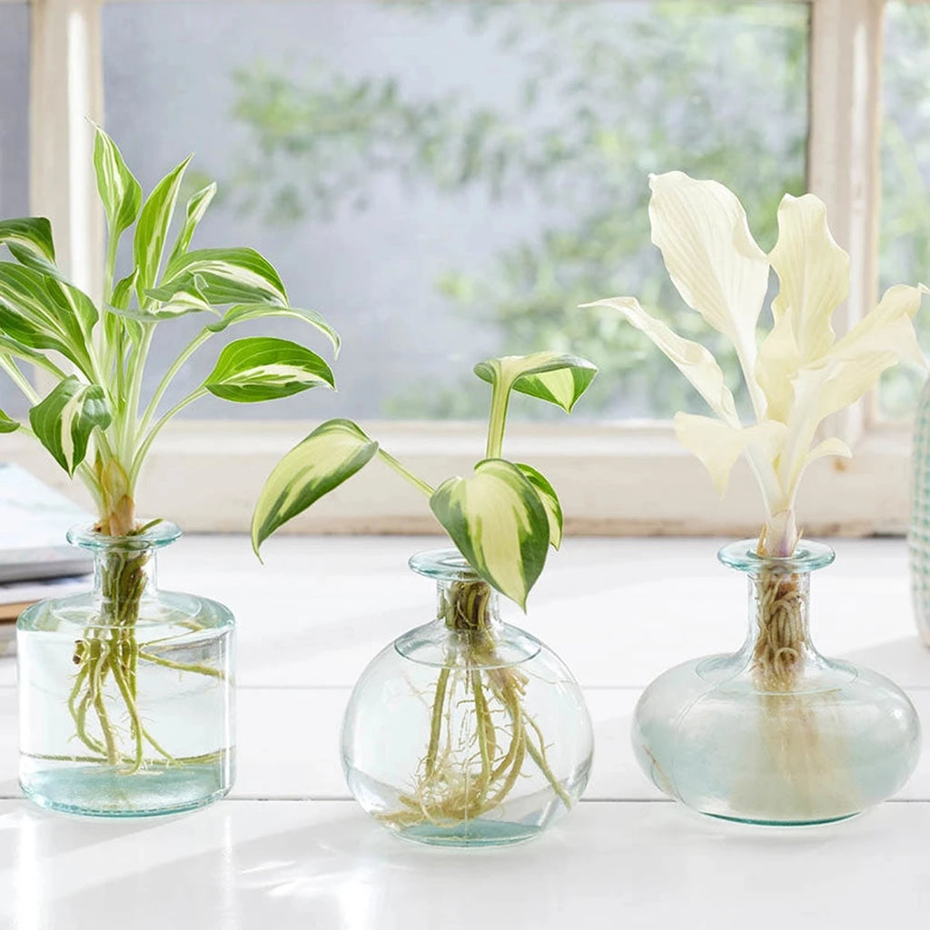 Simone Vase Trio with Hosta Plants | Buy Online | Breck's