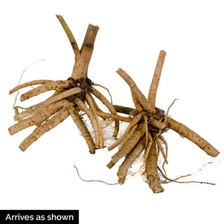 Evening Rose Hibiscus