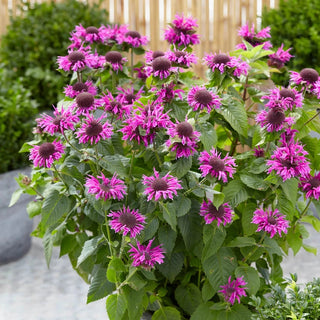Bee-Free Bee Balm
