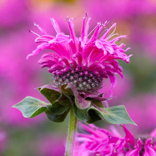 Bee-Free Bee Balm