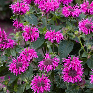 Bee-Free Bee Balm