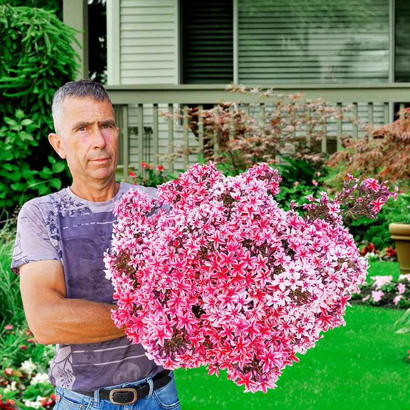 Shop Palmyra Phlox Online Sun Perennials Breck's Brecks