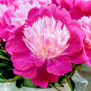 Gay Peony Paree
