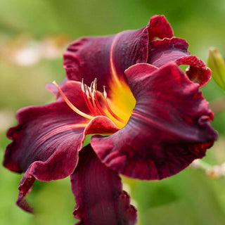 Ed Daylily Murray