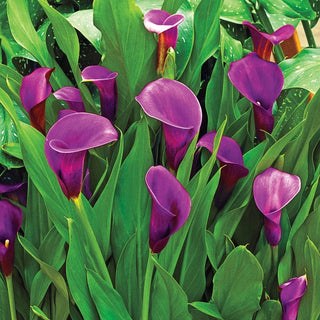 Rio Calla Lily