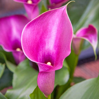 Rio Calla Lily