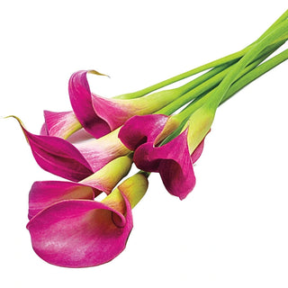 Rio Calla Lily