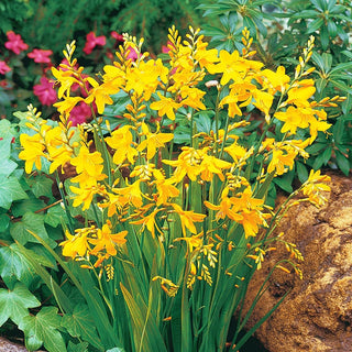 George Davidson Crocosmia