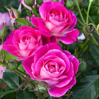 Easy to Please® Floribunda Rose
