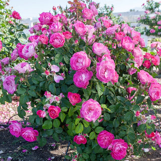 Easy to Please® Floribunda Rose