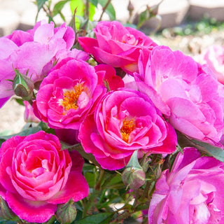 Easy to Please® Floribunda Rose