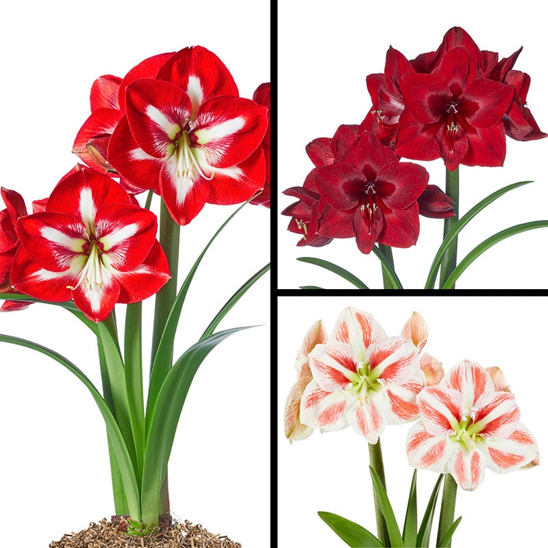 Amazing Amaryllis Collection Indoor/Outdoor Breck's Brecks