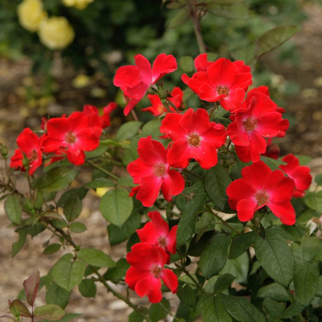 Home Run Shrub Rose | Brecks.com