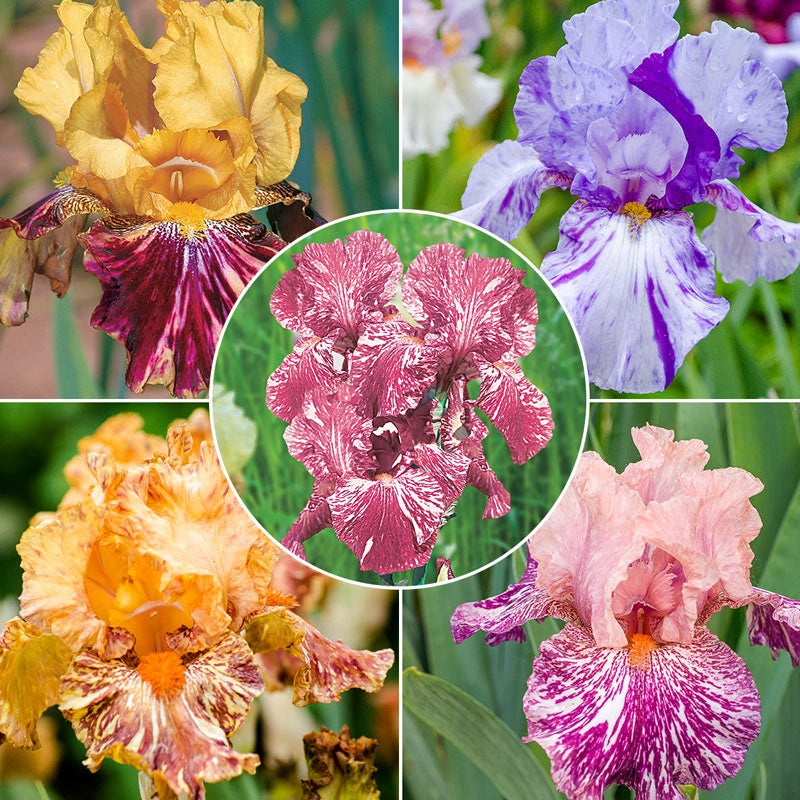 Breck's® Renowned Batik Iris Collection Brecks