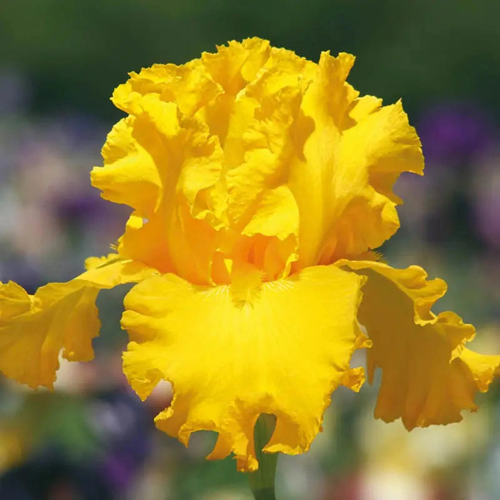 Beeks Bulbs Buy Garden Time Bearded Iris Online | Iris Bulbs | Breck's