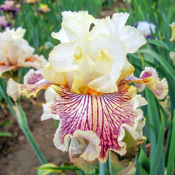 Buy Insaniac Bearded Irises Online | Iris Bulbs | Breck's