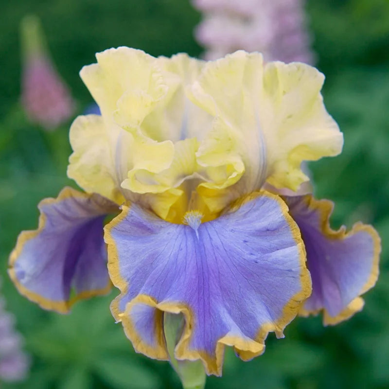 Repertoire Bearded Iris | Iris Bulbs and Rhizomes | Breck's Repertoire Bearded Iris | Iris Bulbs and Rhizomes | Breck's