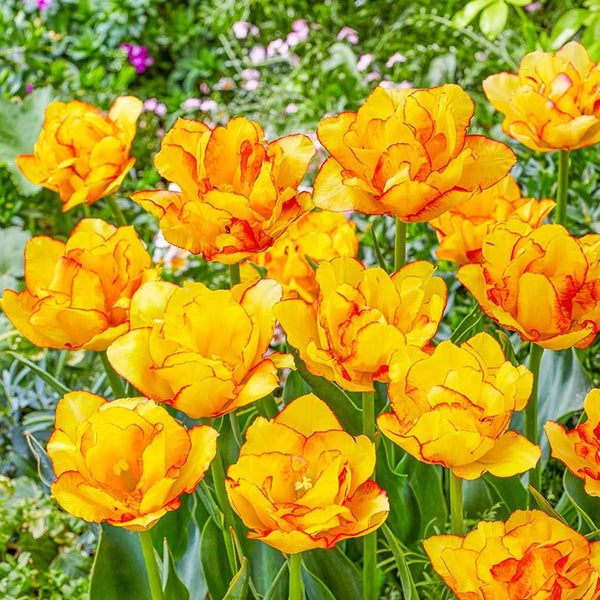 これこそが「TULIPポップ」だ! The Complete Single Amazon.co.jp: これこそが「TULIP ポップ」だ！The Complete Single