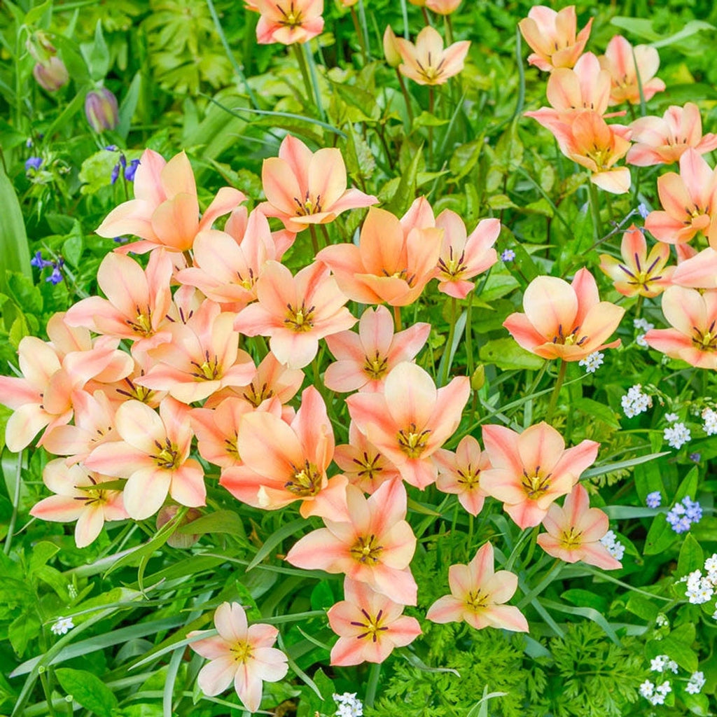 Beeks Bulbs Shop Bright Gem Tulips Online | Tulip Bulbs | Breck's