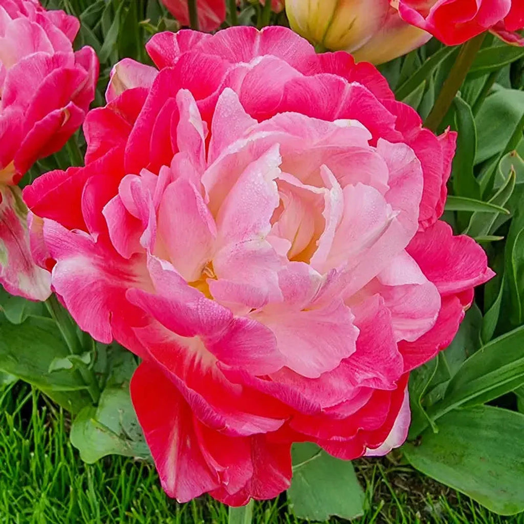 Buy Double Sugar Tulip Bulbs | Fall Planted Bulbs | Breck's