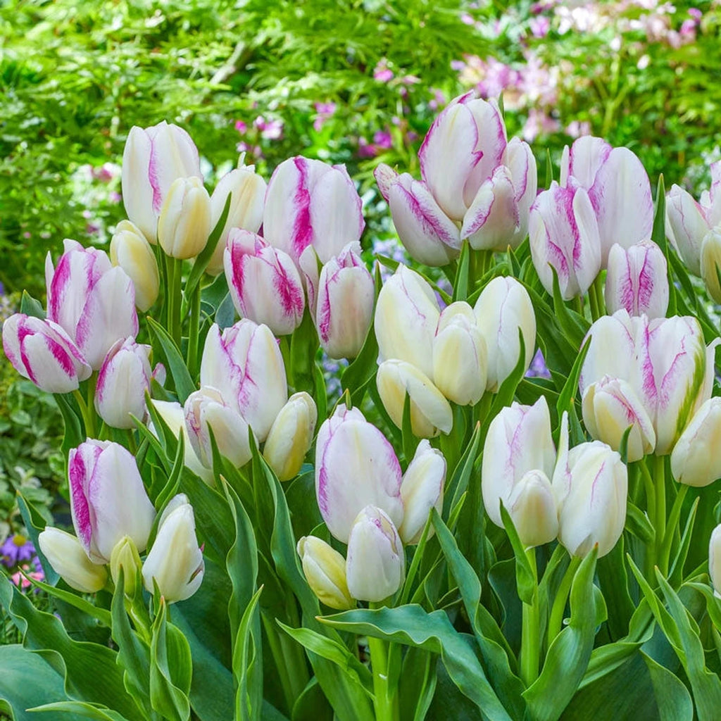 Beeks Bulbs Buy Emilie Tulip Bulbs Online | Bouquet Tulips | Breck's