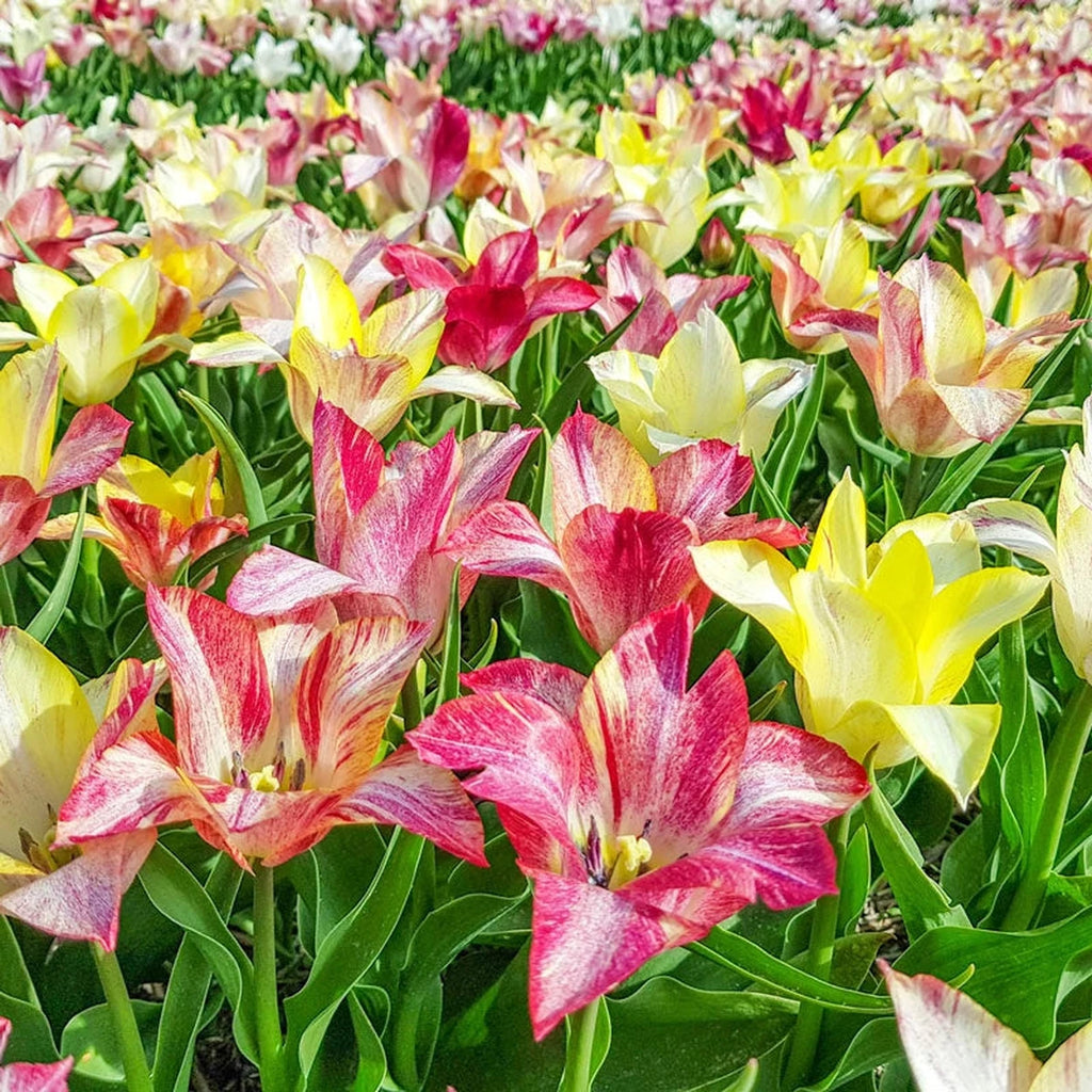 Beeks Bulbs Shop Sweet Surprise Tulip | Triumph Tulip Bulbs | Breck's