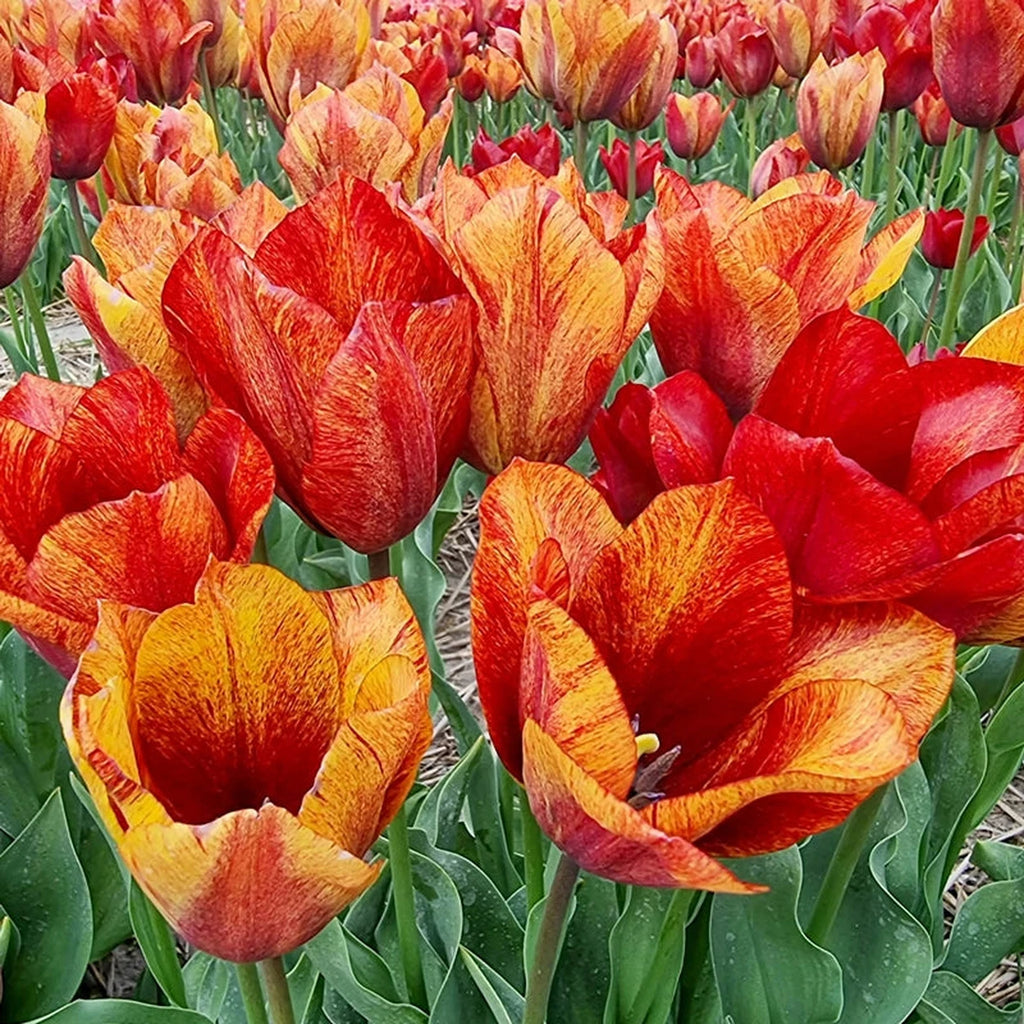 Beeks Bulbs Shop Jack Flash Tulips Online | Double Tulip Bulbs | Breck's