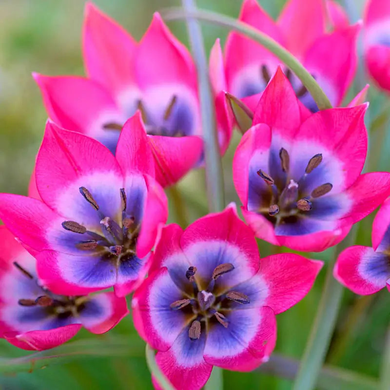 Shop Little Beauty Tulips Online Tulip Bulbs Breck's Brecks