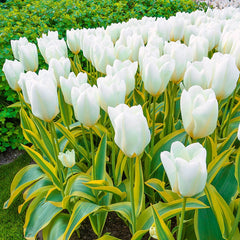 Shop Purissima Blonde Tulips Online | Tulip Bulbs | Breck's