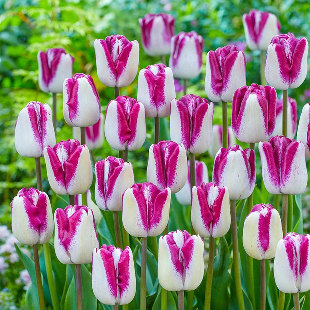 Beeks Bulbs Buy Shiun Tulip Bulbs Online | Fall Planted Bulbs | Breck's