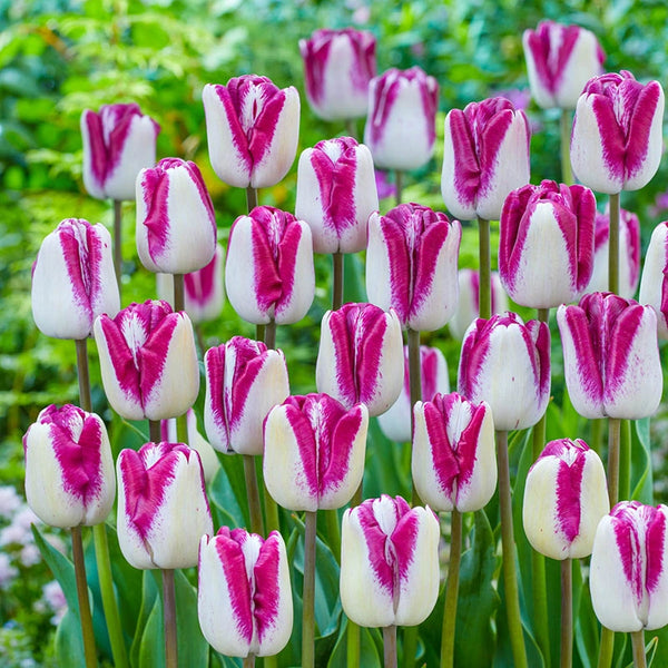 Buy Shiun Tulip Bulbs Online | Fall Planted Bulbs | Breck's