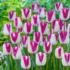 Buy Shiun Tulip Bulbs Online | Fall Planted Bulbs | Breck's