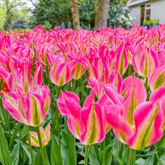 Shop Virichic Tulip Bulbs Online | Single Tulips | Breck's