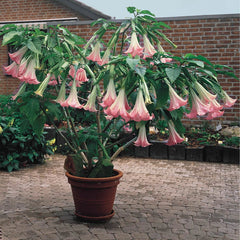 Buy Pink Angel's Trumpet Online | Sun Perennials | Brecks