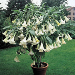 Shop Angel Trumpet White | Patio Plants for Sale | Breck's