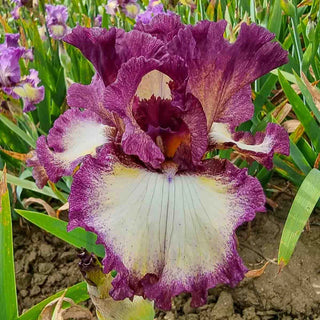 Mulberry Swirl Bearded Iris