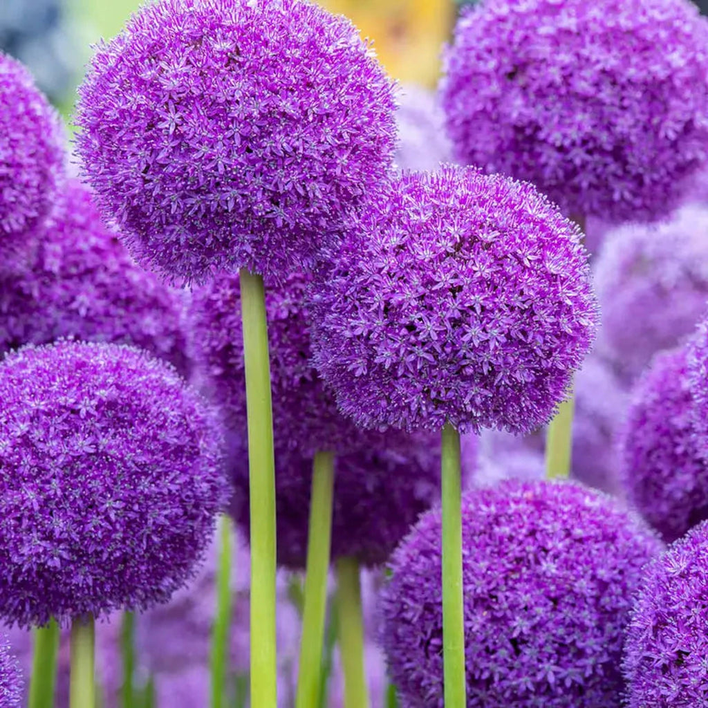 Beeks Bulbs Buy Ambassador Allium Bulbs | Fall Planted Bulbs | Breck's