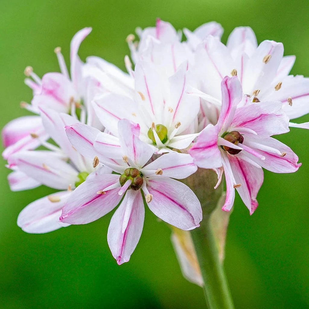 Beeks Bulbs Buy Chameleon Allium Bulbs | Fall Planted Bulbs | Breck's