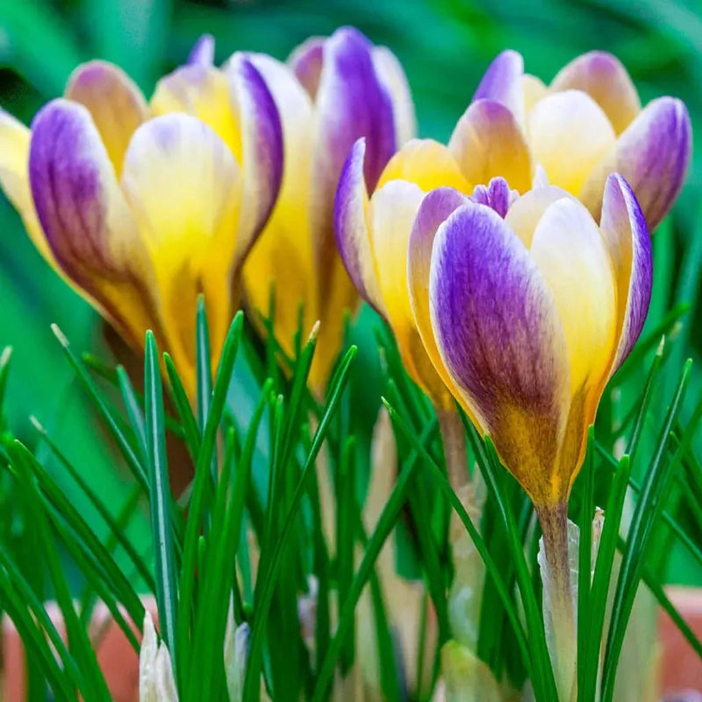 Beeks Bulbs Buy Advance Snow Crocus Bulbs | Fall Planted Bulbs | Breck's
