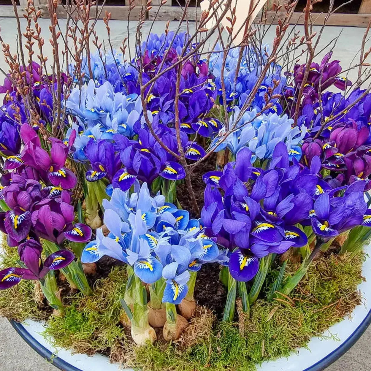 plant iris in pots Blue Jubilee Dwarf Iris Mixture