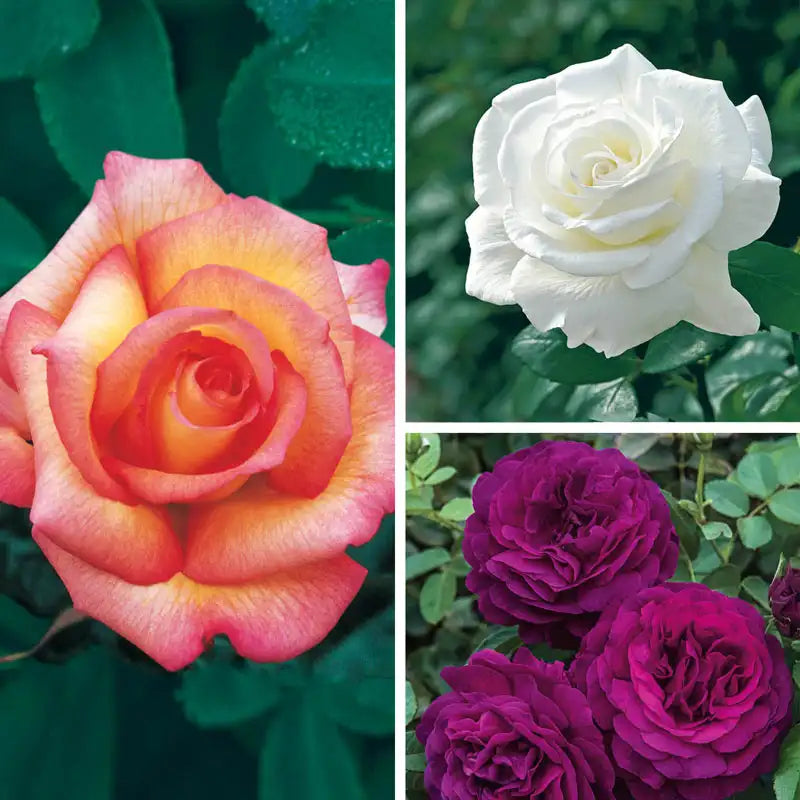 Buy Fragrant Rose Garden Collection 3 Plants Breck's